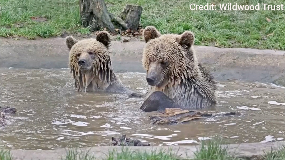 Mish and Lucy — two 5-year-old European brown bears — snuck out of their enclosure at Wildwood Devon in southwest England on Monday afternoon and headed straight for a staff-only food storage area, according to Facebook posts from wildlife park Wildwood Devon.