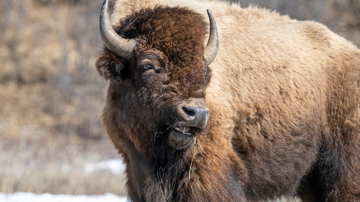 Bison astatine Yellowstone National Park
