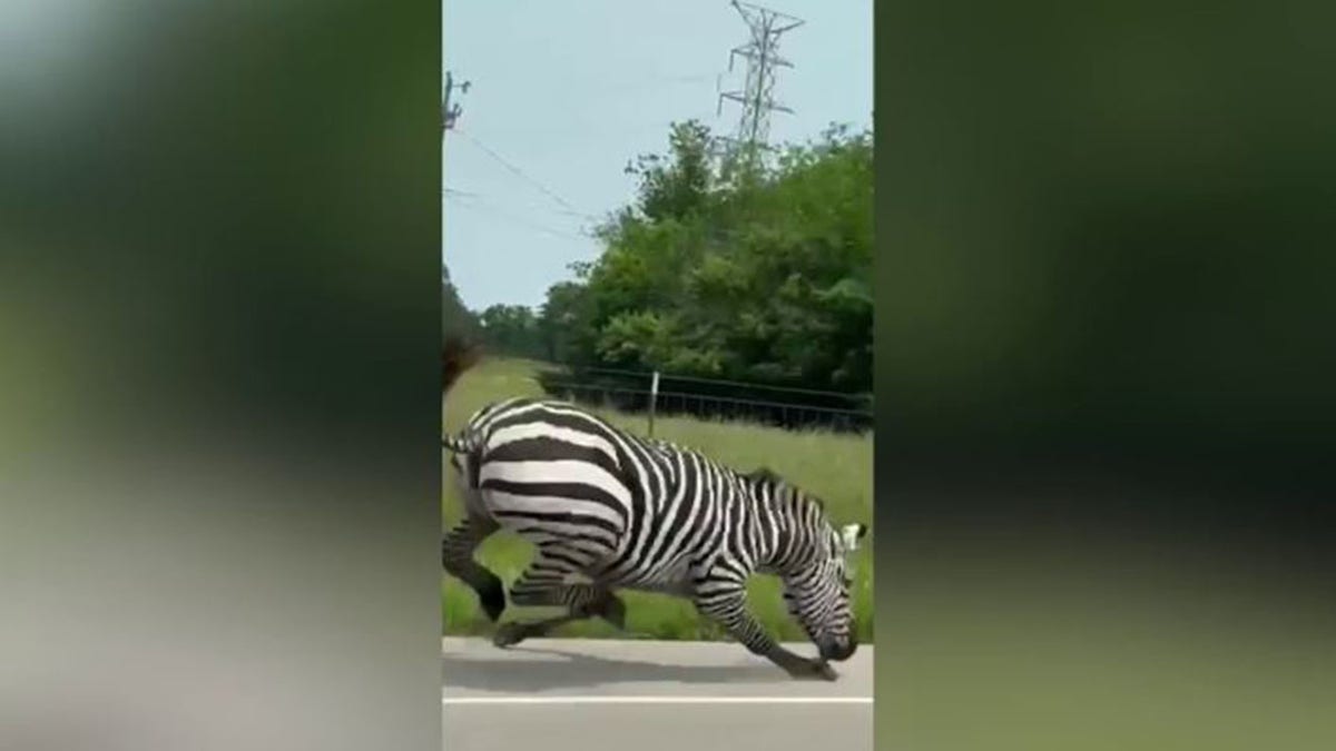 A zebra on the loose in Tennessee