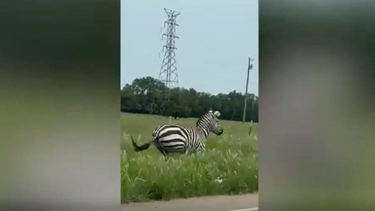 A zebra running