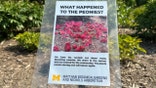 "What happened to the peonies?" sign