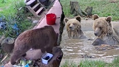 Bears escape wildlife park enclosure and feast on week's worth of honey