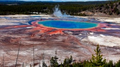 Horrified tourists watch as bison boils to death in Yellowstone hot spring