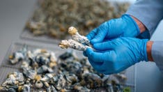 Single dose of 'magic mushrooms' provides 5 years of depression relief, researchers find