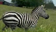 Escaped zebra caught on camera running along busy Tennessee roadway as chaos forces lane closures