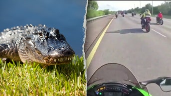 Two bikers crash into six-foot alligator on Florida interstate - Fox News