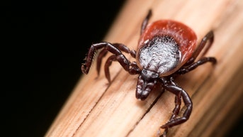 Tick population explosion puts Americans at risk for more than just Lyme disease - Fox News