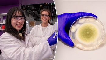 Ancient 'pharaoh's curse' fungus shows promise in killing cancer cells