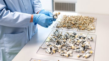 Psychedelic therapy may be coming to your doctor's office as questions swirl