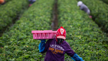 Trump urges 'temporary pass' from immigration crackdown for key industries: 'I cherish our farmers'