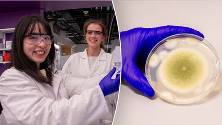 Ancient 'pharaoh's curse' fungus shows promise in killing cancer cells