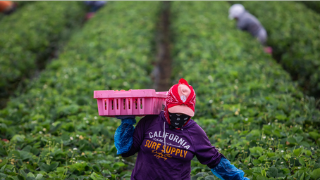Trump urges 'temporary pass' from immigration crackdown for key industries: 'I cherish our farmers'