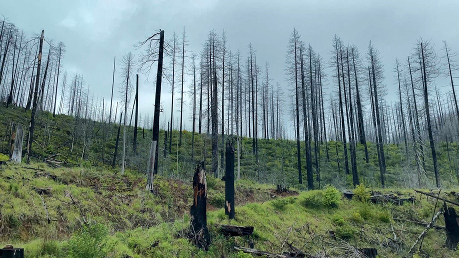 Burnt trees on a hillside on a foggy day in Oregon