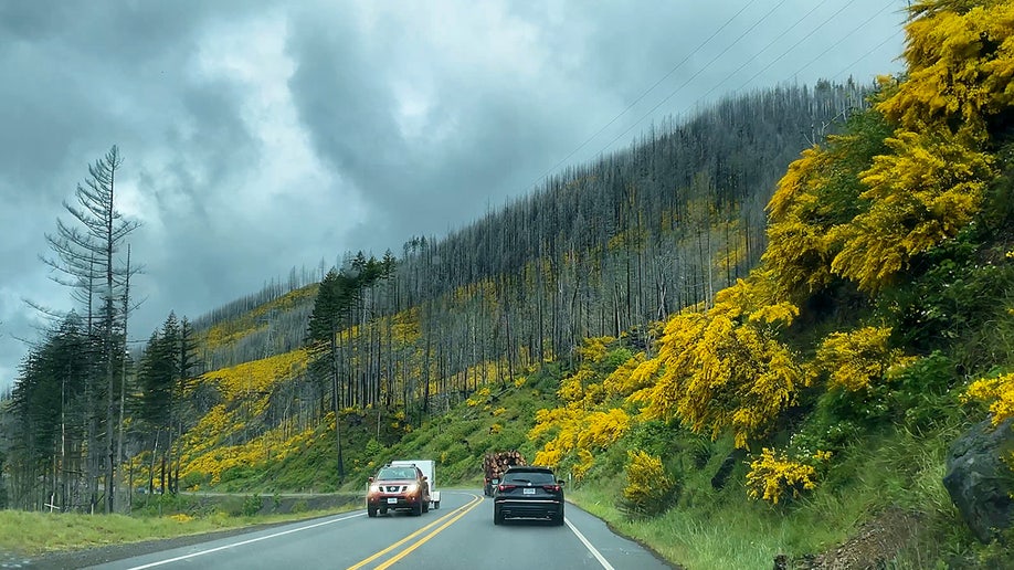 Burnt and dead trees on a hillside covered with scotchbroom next to a highway
