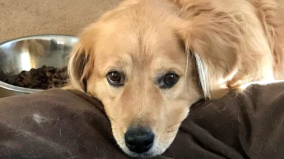 Dogs treated like family in major American city now face canine cancel culture