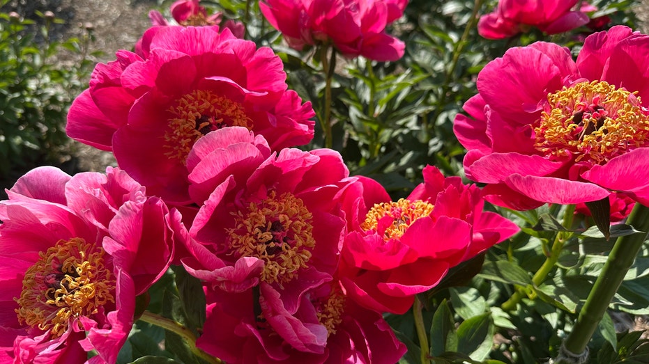 Historic University Garden Vandalized in Apparent Anti-Israel Protest: 'Don't Waste Your Tears'