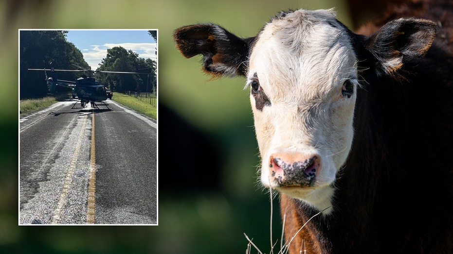 ‘Unhappy cow’ sends Texas rancher flying to hospital in airlift rescue after unexpected attack