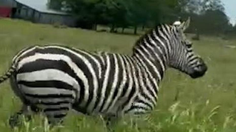 Escaped Zebra Spotted Running Along Tennessee Highway, Causing Lane Closures and Traffic Disruptions