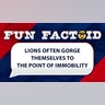 Lions often gorge themselves to the point of immobility