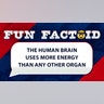The human brain uses more energy than any other organ