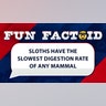 Sloths have the slowest digestion rate of any mammal