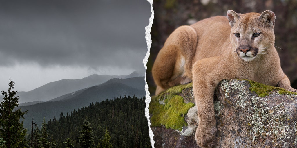 https://a57.foxnews.com/static.foxnews.com/foxnews.com/content/uploads/2025/07/1024/512/mountain-lion-park.jpg?ve=1&tl=1