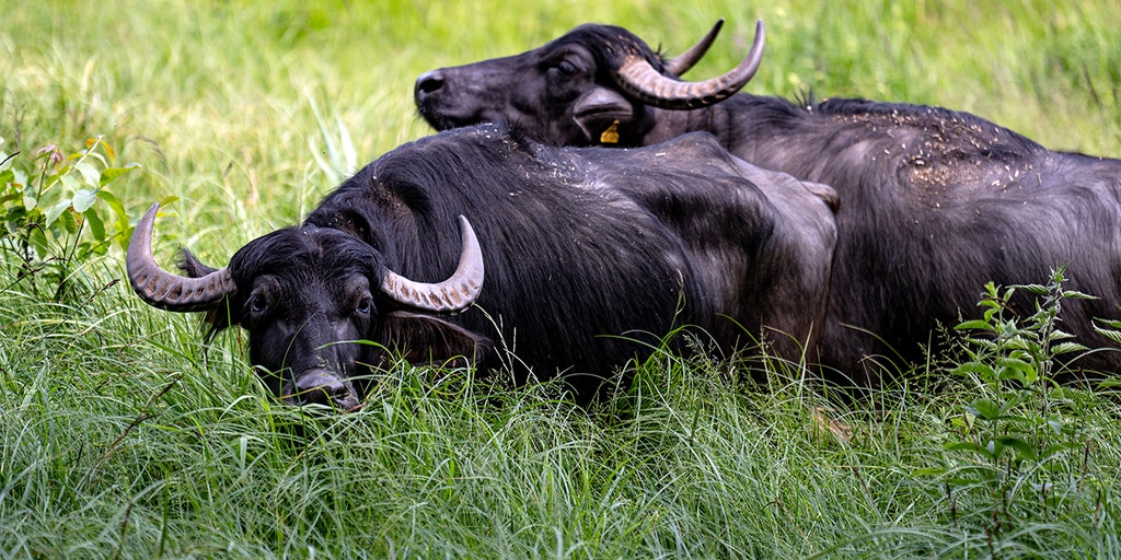 https://a57.foxnews.com/static.foxnews.com/foxnews.com/content/uploads/2025/07/1024/512/water-buffalo.jpg?ve=1&tl=1