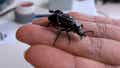 Tiny cyborg beetles are built to save lives in real emergencies - Fox News