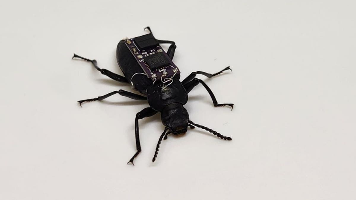 cyborg beetle 1