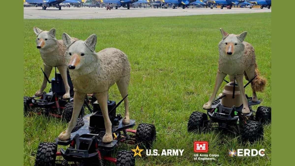 coyote robot 1