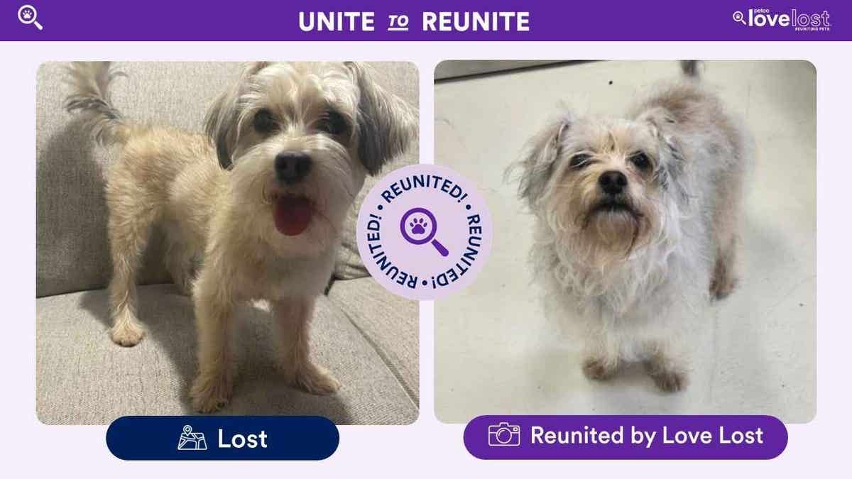 lost dog
