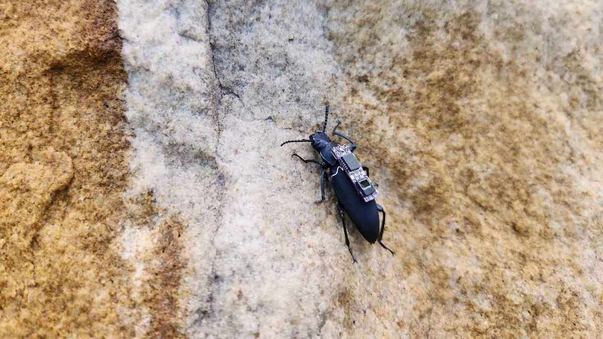 cyborg beetle 2