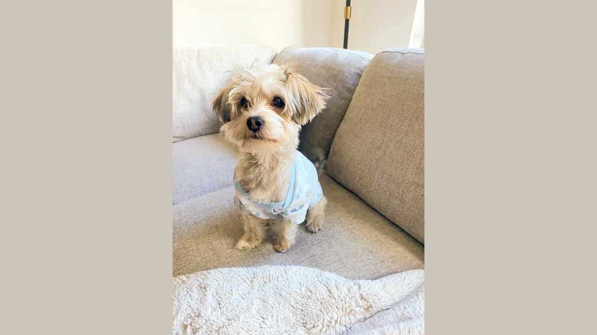 ziggy the dog