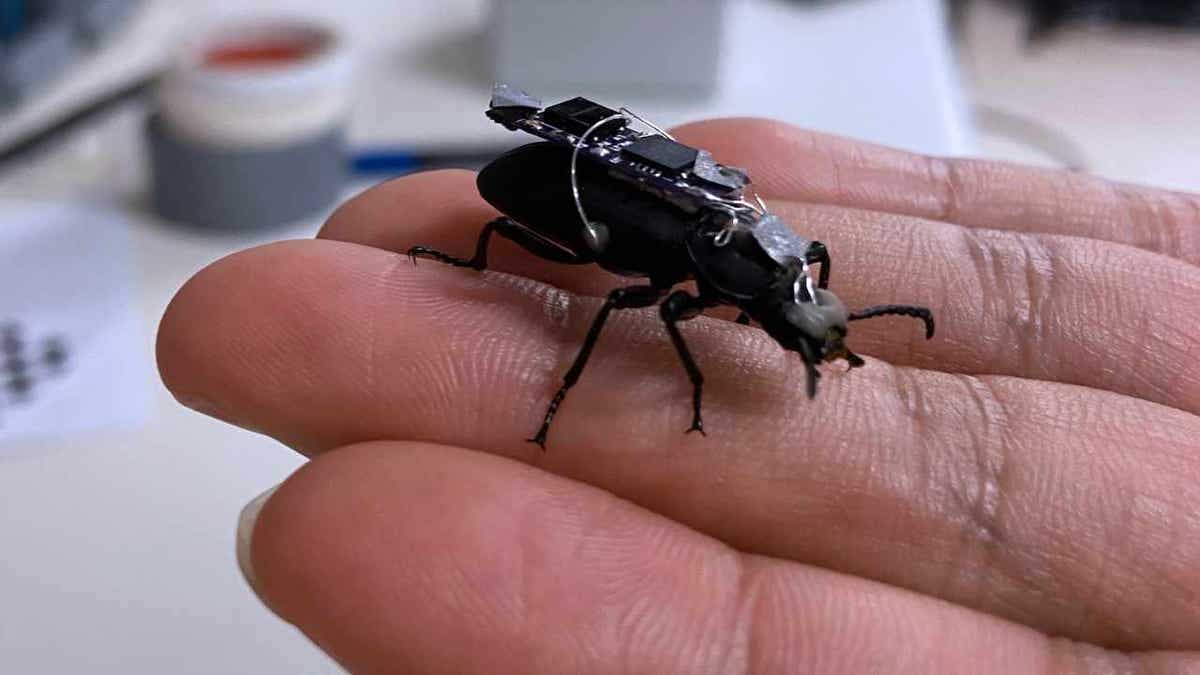 cyborg beetle 3