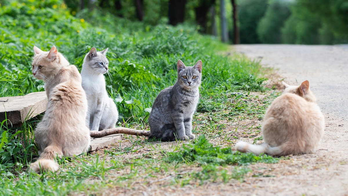 FILE PHOTO: Stray cats are pictured sitting on the roadside. 
