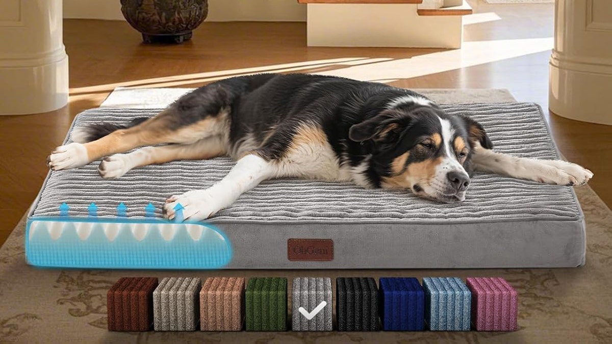 This orthopedic bed helps relieve pressure on your dog's joints.