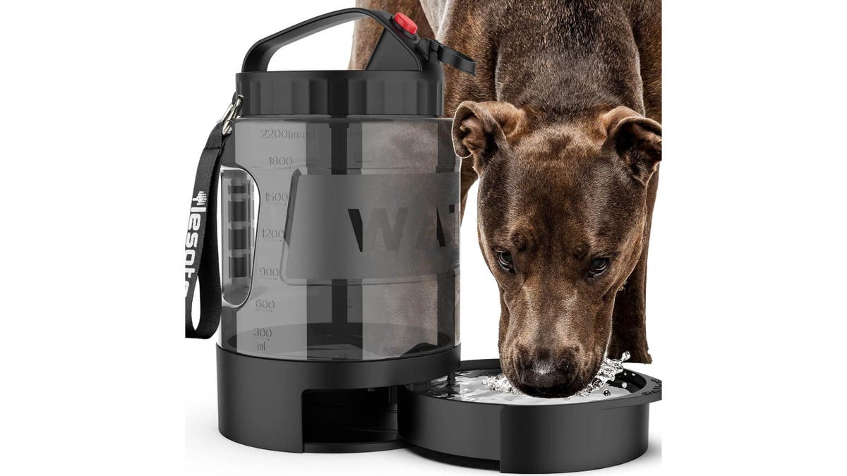 Keep your pet well hydrated while you're camping.
