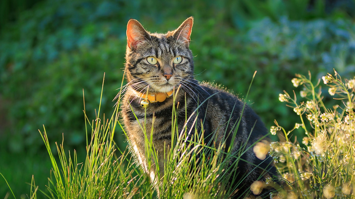 FILE PHOTO: A tabby cat is seen playing in a garden.