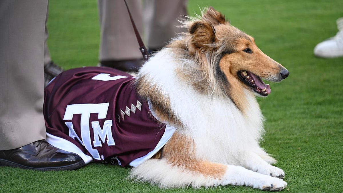 Texas A&M Aggies mascot Reveille X at a game