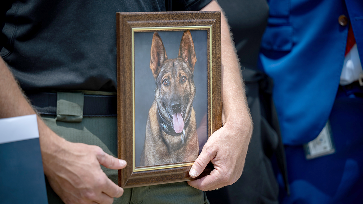 K9-Bean-Leo