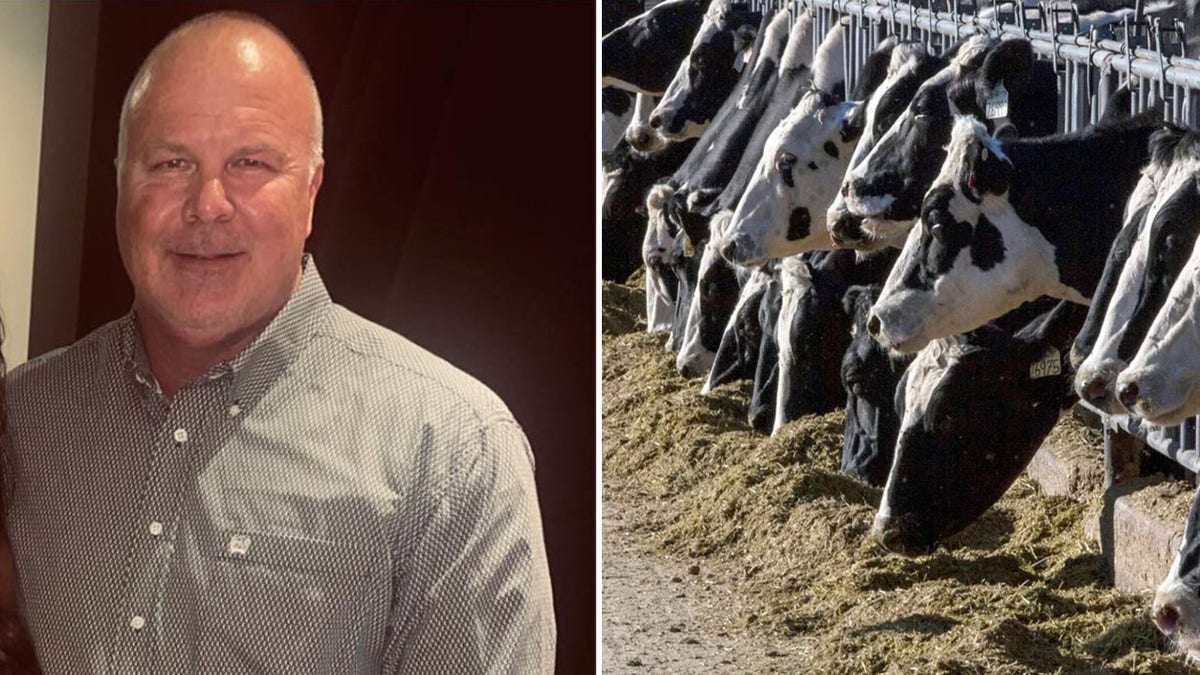 Brian McClain and an image of cows