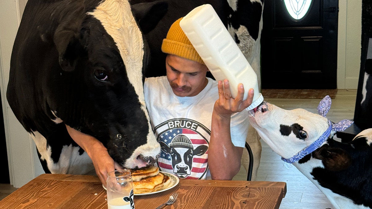 Elias Herrera and Bruce the cow