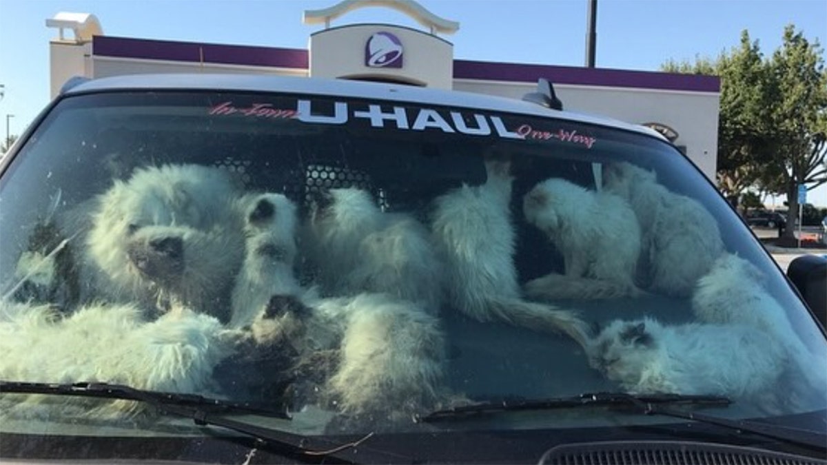 A deputy was dispatched to a Taco Bell parking lot in Santa Nella, California, to check on the welfare of several cats in a van on Sunday. Upon arriving, he could see at least 20 distressed cats through the window of the vehicle, according to an Instagram post from the Merced County Sheriff's Office.