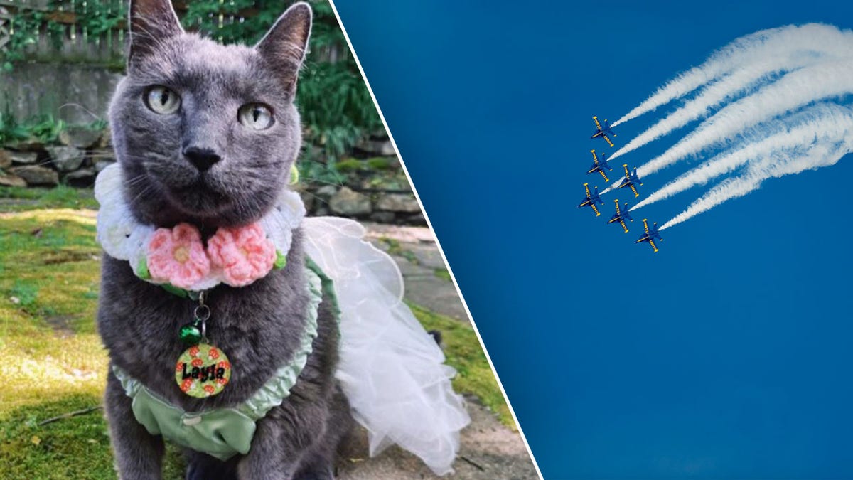 Cat and image of Blue Angels