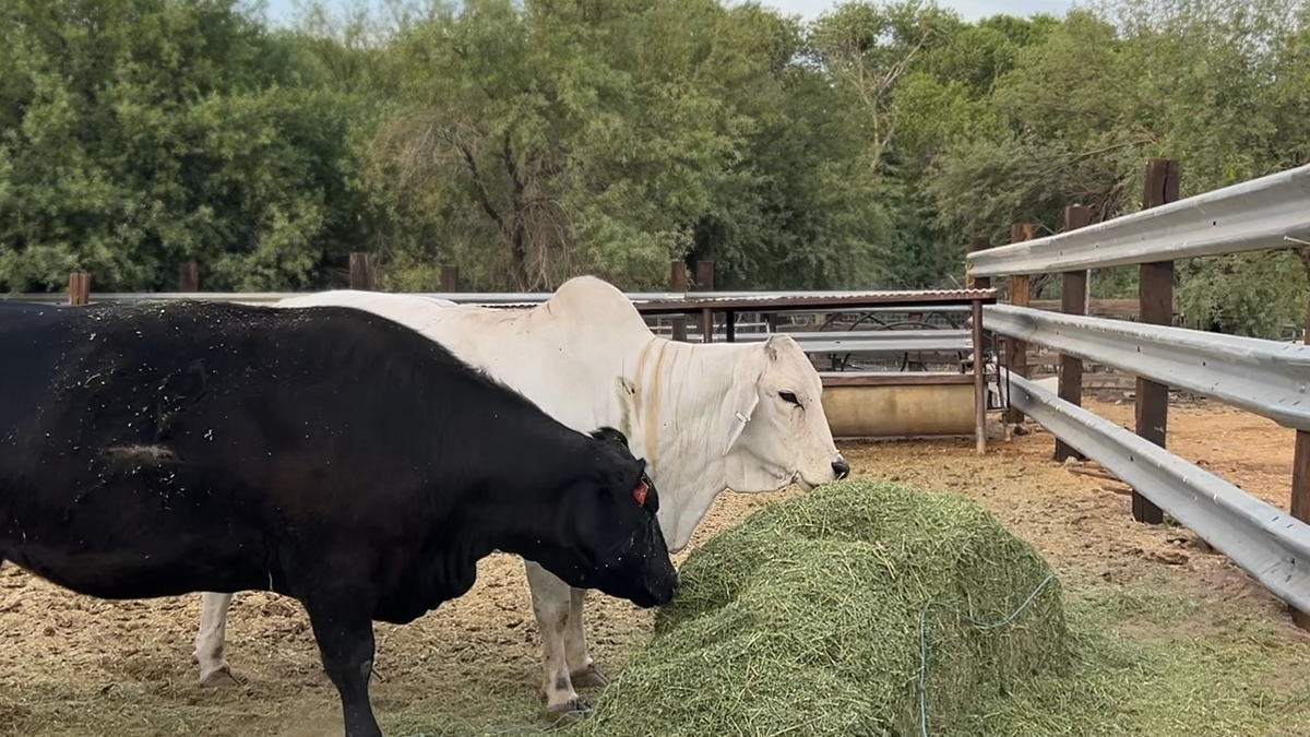 Cows grazing on grass