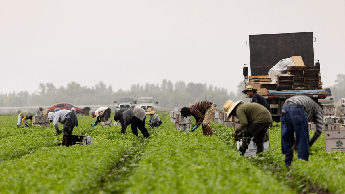 Farm workers prime cilantro successful a section early successful nan greeting mist arsenic confederate California