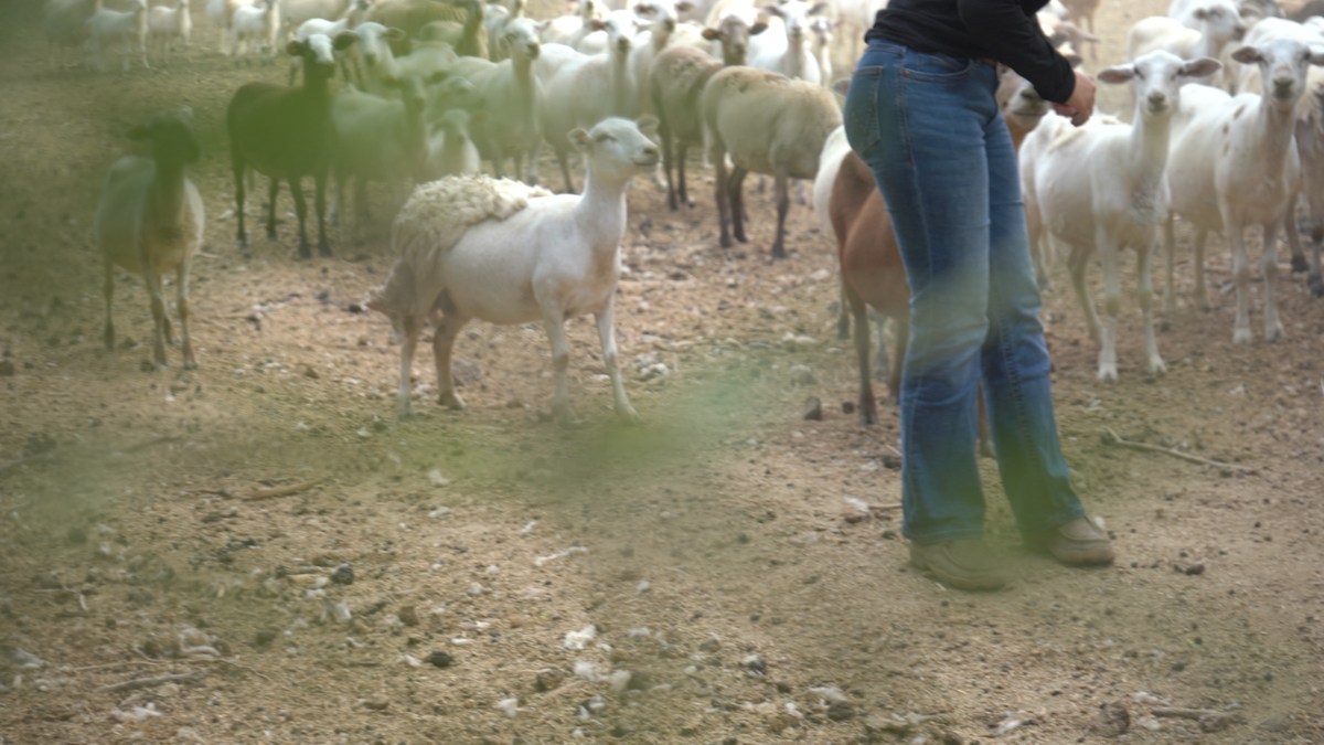 Farmer tends to sheep