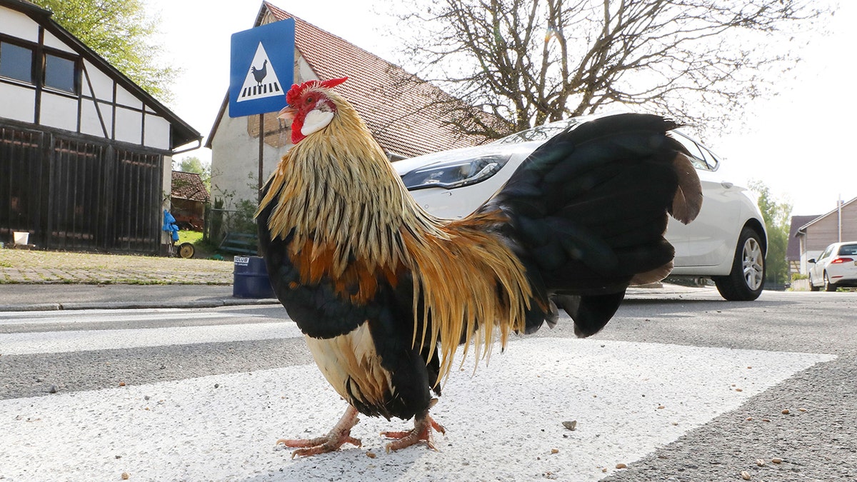 Chicken crosses nan road