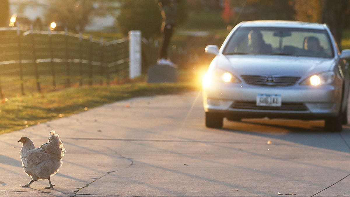 Chicken crosses the road