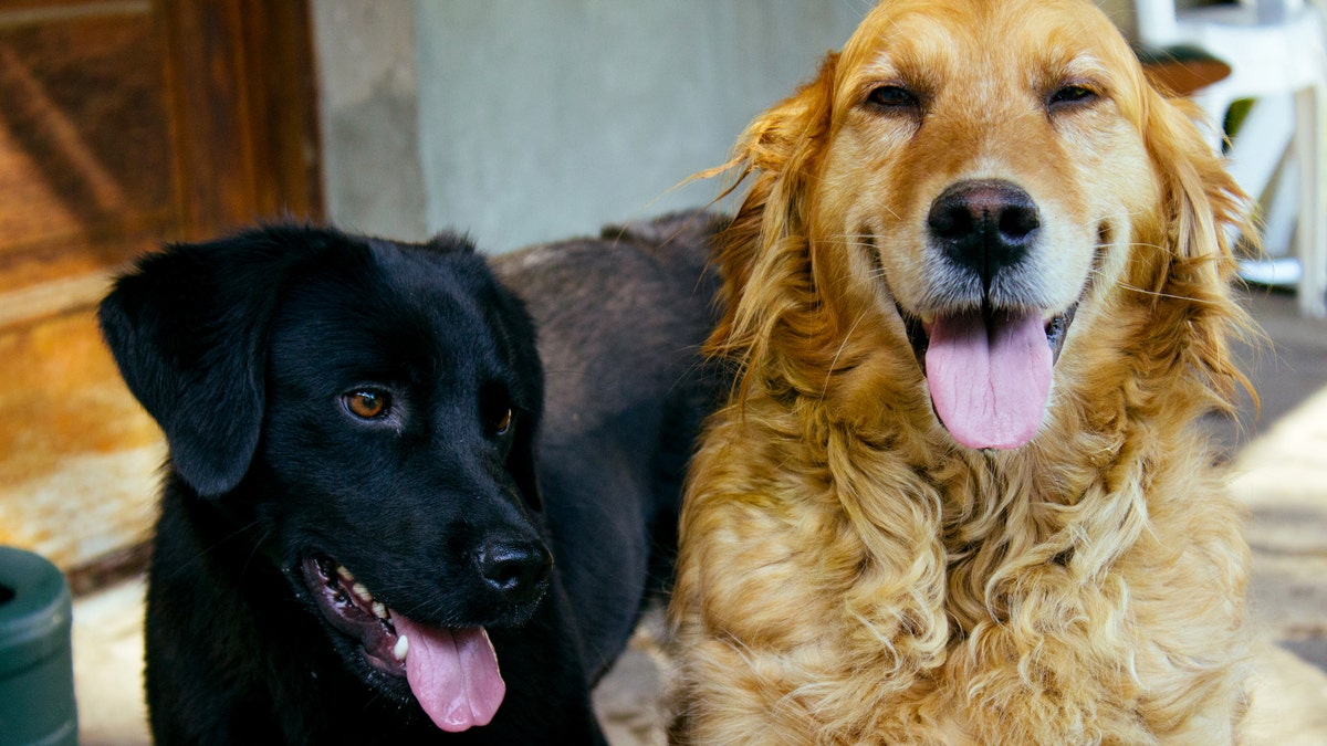golden retriever and black labrador